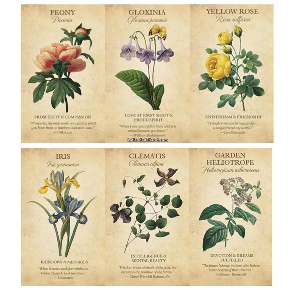 Botanical Inspiration Oracle c - Board Game Inspiration review and price